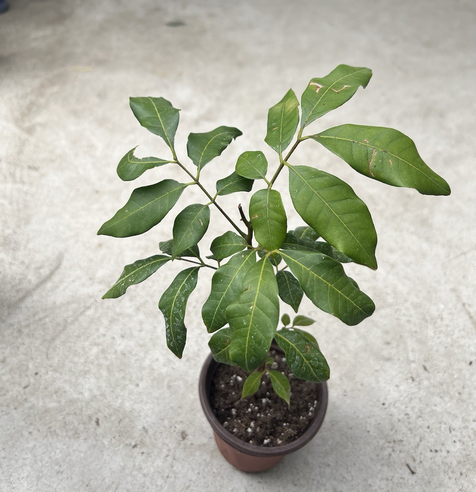 1 Longan Tree Dimocarpus Dragon Eye With Pot 10” Seedling Plant Tropical Fruit gallery