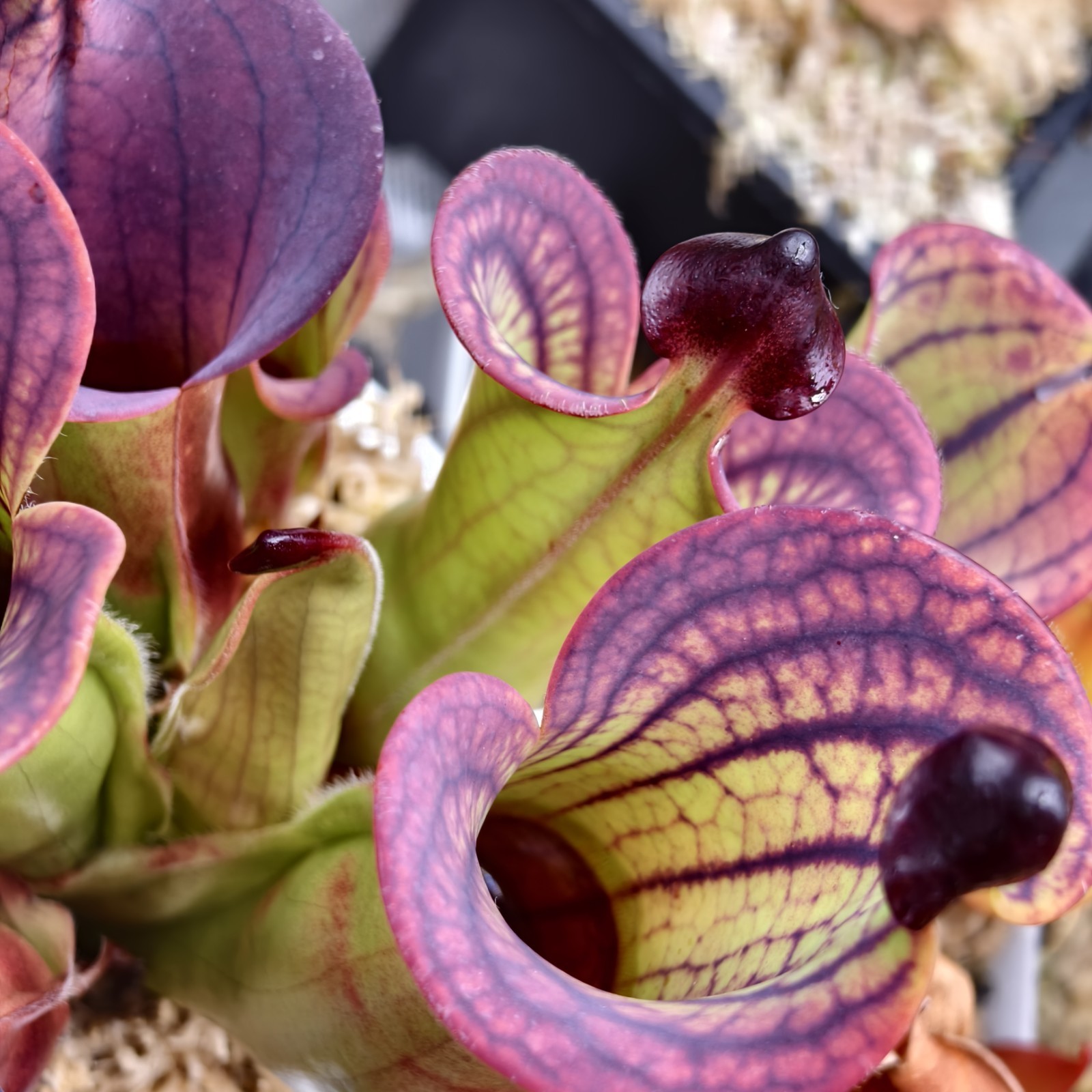 Heliamphora Macdonaldae -AW- gallery