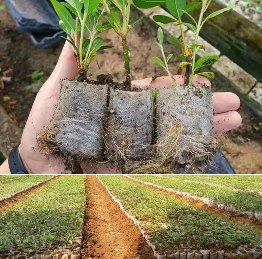 100pcs Biodegradable Non-Woven Seedling Grow Bags Plant Nursery Pots Set - NEW gallery