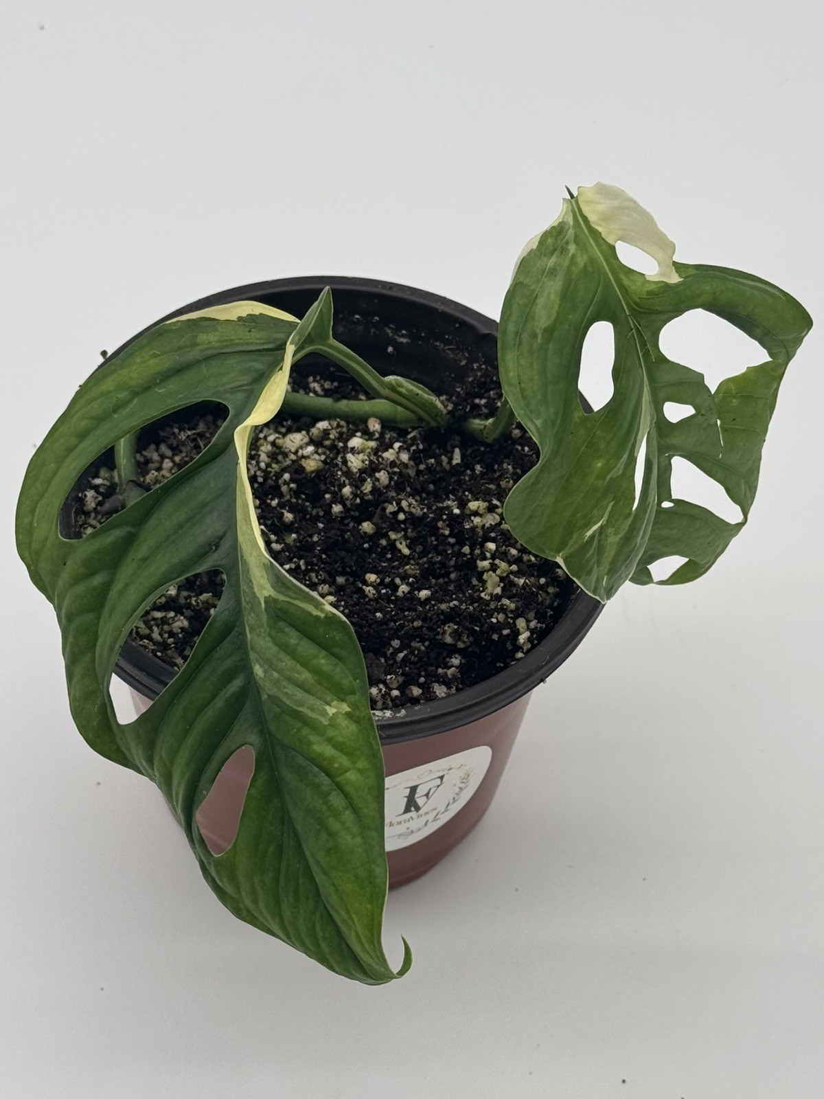 Monstera Adansonii Albo Variegated Live Plant 6" Pot Rare Swiss Cheese Plant gallery
