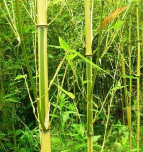 Spectrum Bamboo - Phyllostachys Aureosulcata - 50 plus seeds gallery