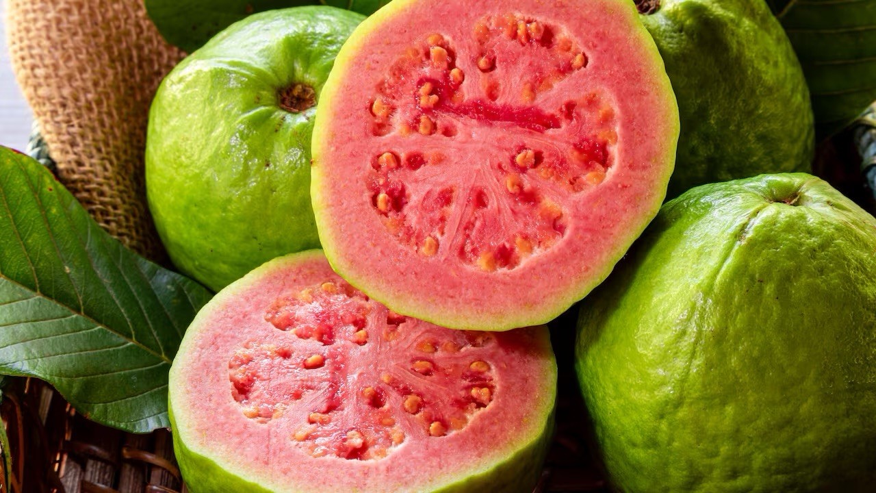 Tropical Guava Tree – Yellow Skin, Pink Inside – 4-6” Seedling – Psidium Guajava gallery