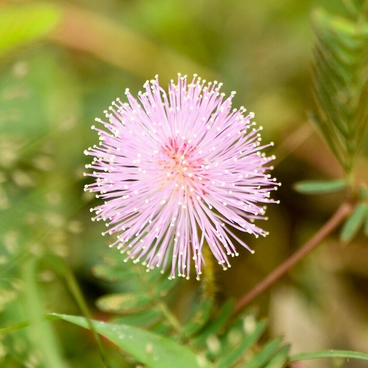 100+ MIMOSA PUDICA Seeds - Sensitive Plant / Shy Plant - *FREE USA Shipping!* gallery