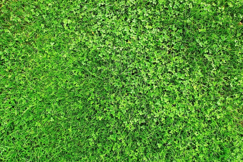 2000 MICROCLOVER Dwarf Miniature Trifolium Repens White Flower Clover Lawn Seeds gallery