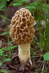Morel Mushroom Sawdust Grow Kit – 40 Grams (Pack of 1) – Easy to Cultivate Prize