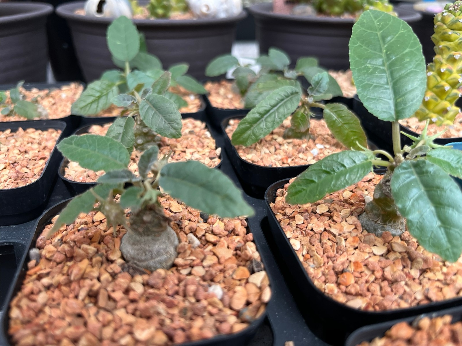 Succulent- Dorstenia foetida flowering size (2.5" pot) gallery
