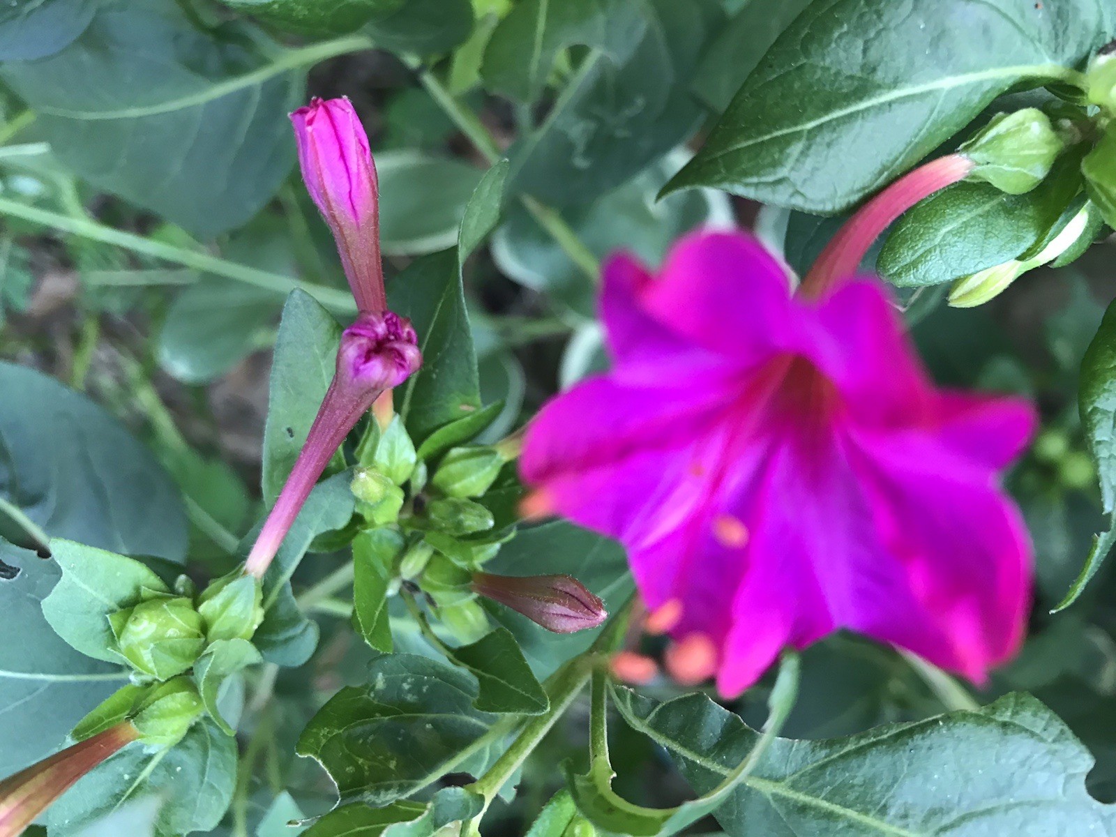 6 Four O'clock Live Plant Seedlings Magenta Flower Tuber Rhizome 5-8 Inches gallery