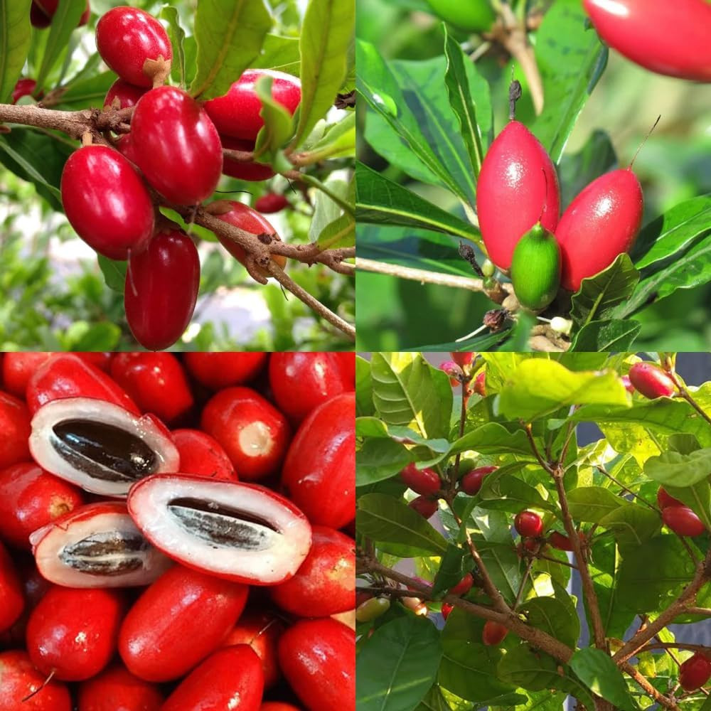 35+Tropical Miracle Berry Fruit Seed for Planting Outdoor-Edible Fruit Berries P gallery