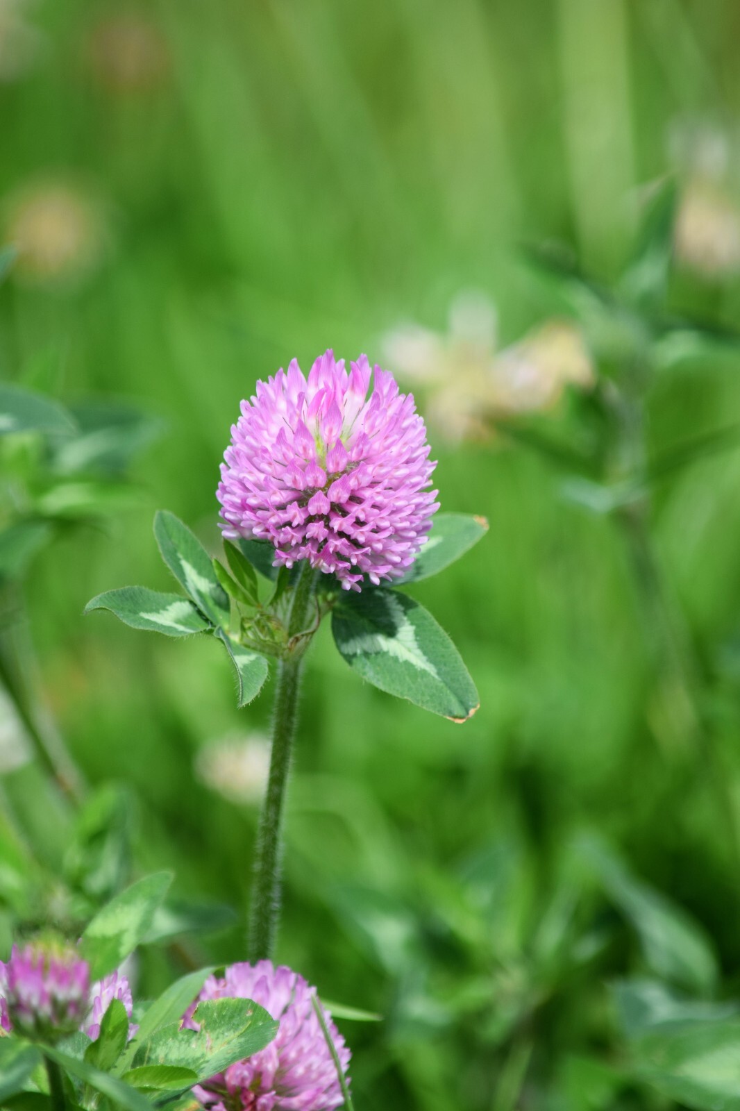 Medium Red Clover Cover Crop Seeds For Planting - NON-GMO - Heirloom- Inoculated gallery