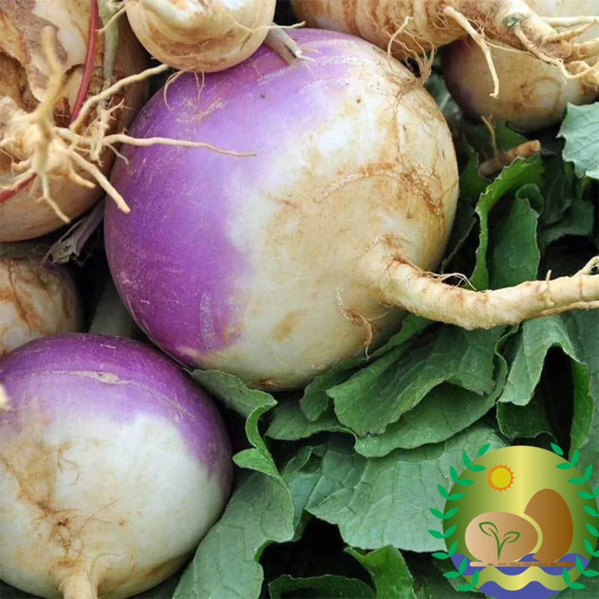 Purple Top White Globe Turnip Seeds | NON-GMO | Heirloom | FREE SHIPPING gallery