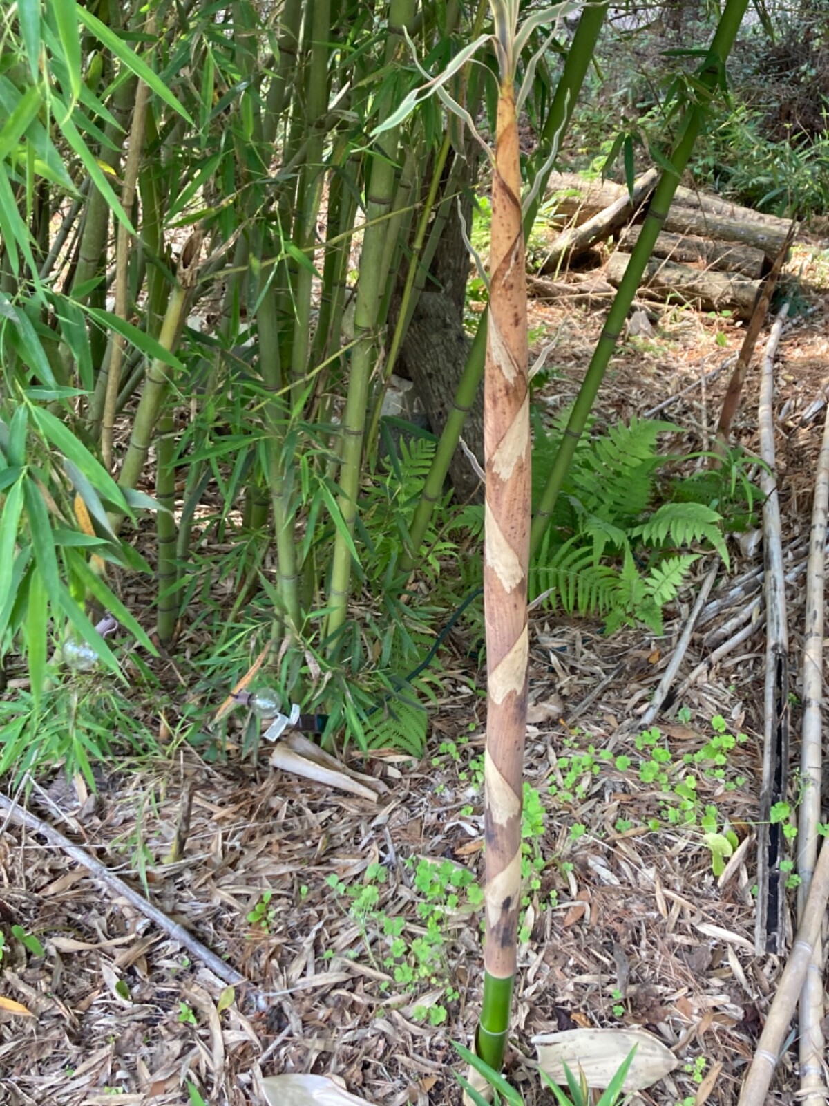 LIVE Phyllostachys vivax rhizomes X15 Chinese timber) FreeShipping4doubleorders gallery