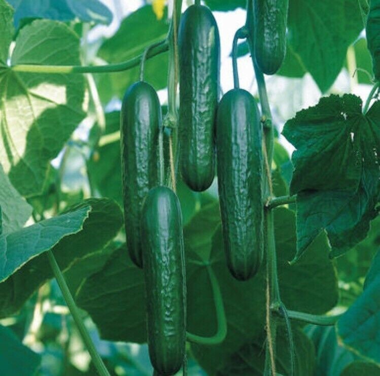 Cucumber Seed 20PCS Seeds Cucumbers Cuke Cucumis Sativus Organic Bulk Seeds gallery