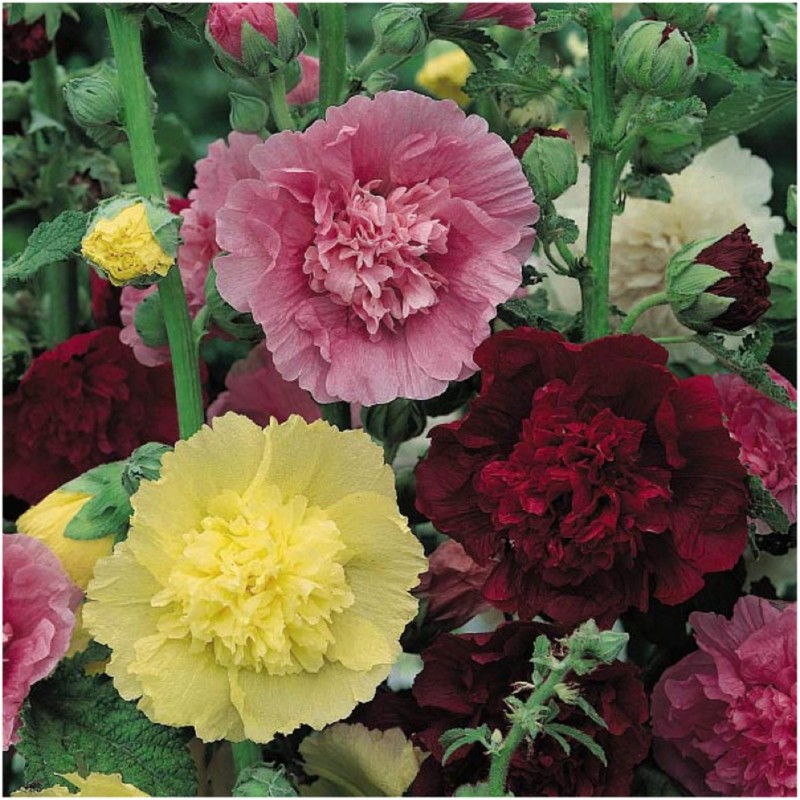 Seed Needs Hollyhock Seeds Double Majorette Blend | 1,000+ Heirloom Seeds Alc... gallery