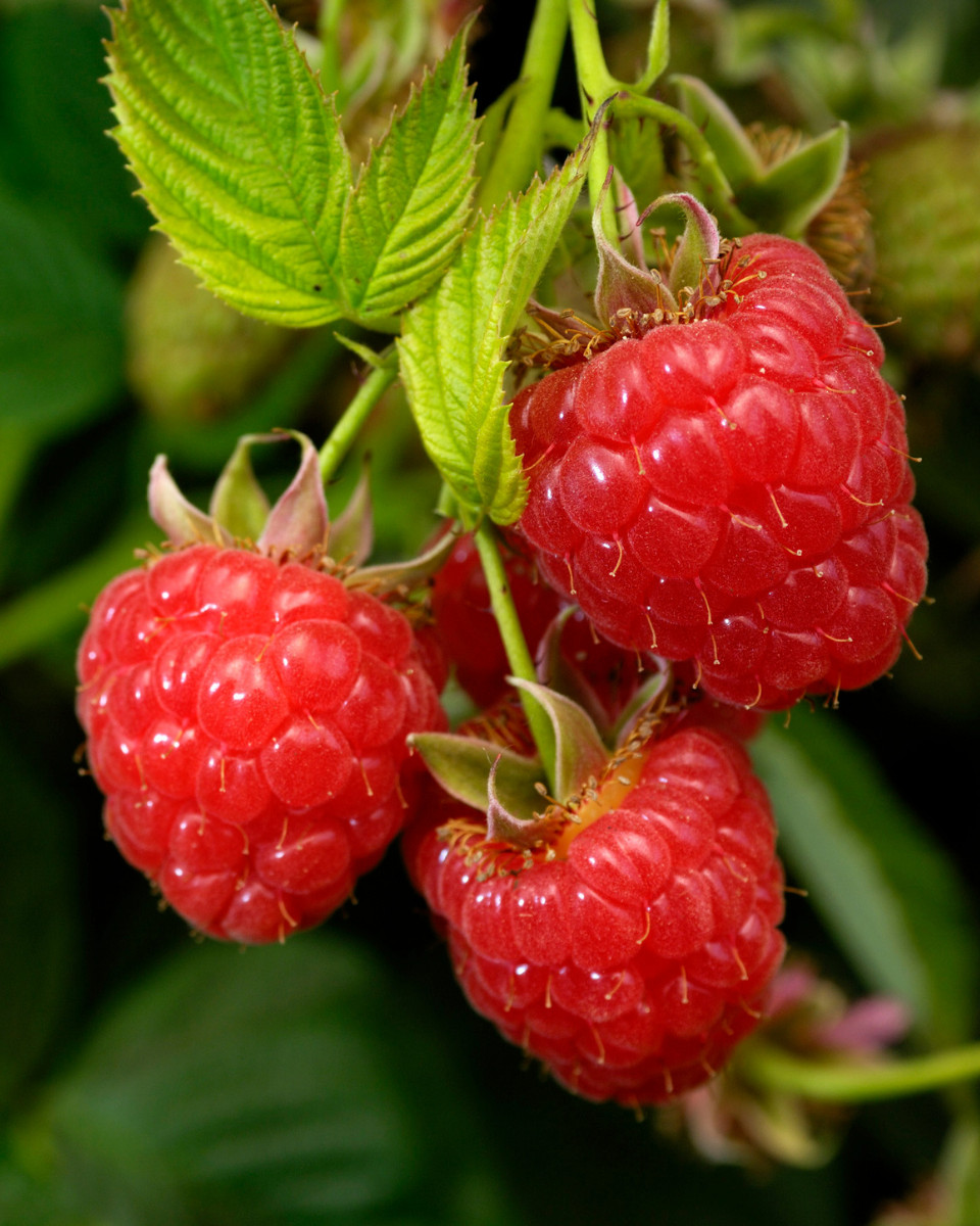 5 Caroline Raspberry Bush - Rubus idaeus - Starter Plug gallery