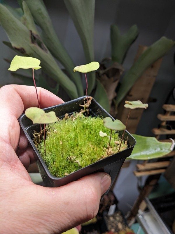 Utricularia reniformis (f. courte) gallery