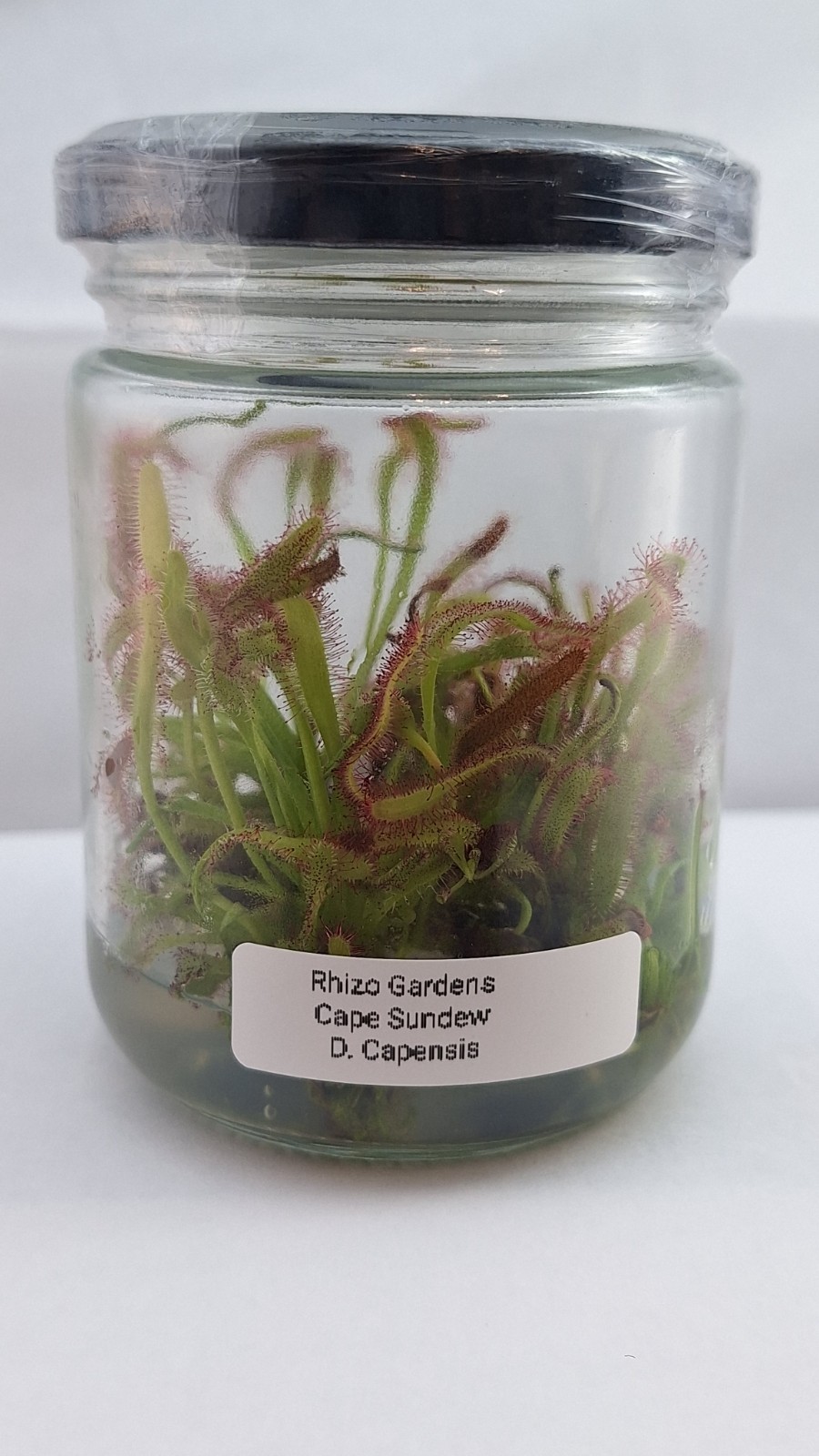 D. Capensis Cape Sundew "Typical Form" In Vitro TC Jar- 4 Live Mother Cultures gallery