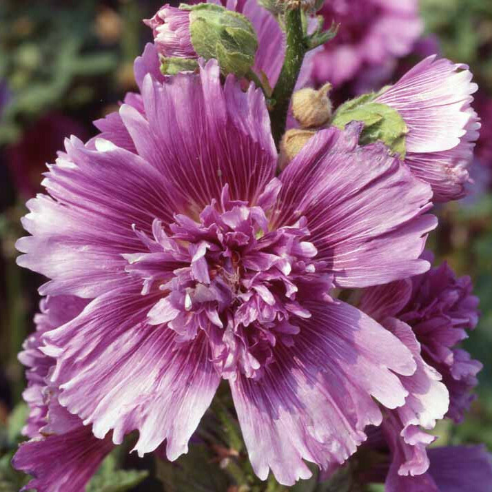 Queeny Purple Hollyhock Seeds | 2004 AAS Winner | Free Shipping | 1196 gallery
