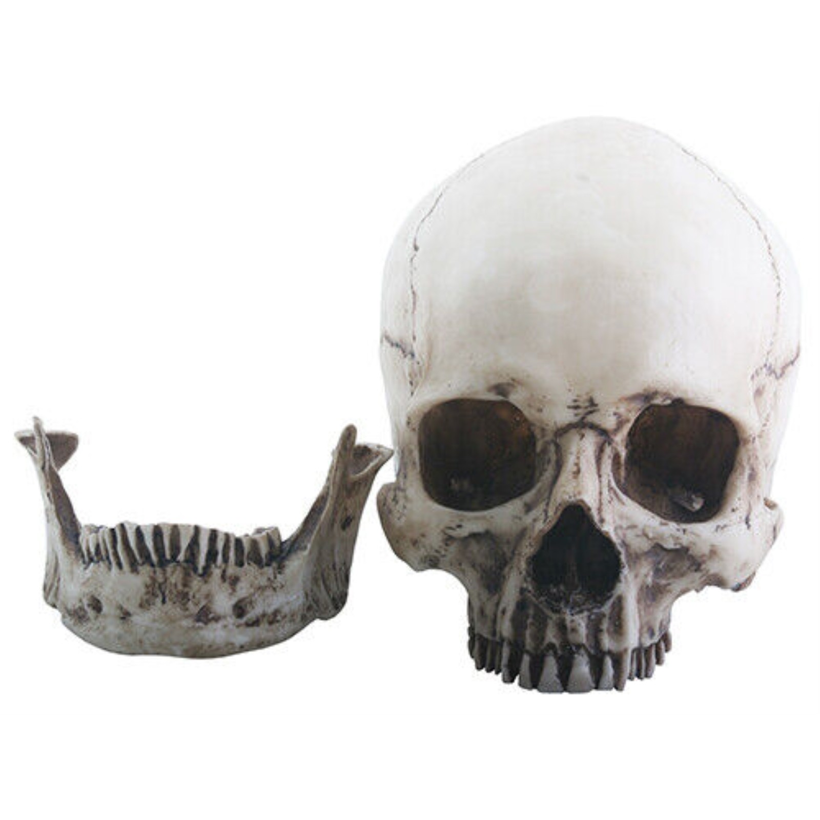 Realistic Dusty Skeleton Skull Head with Detached Jaw Halloween Figurine gallery