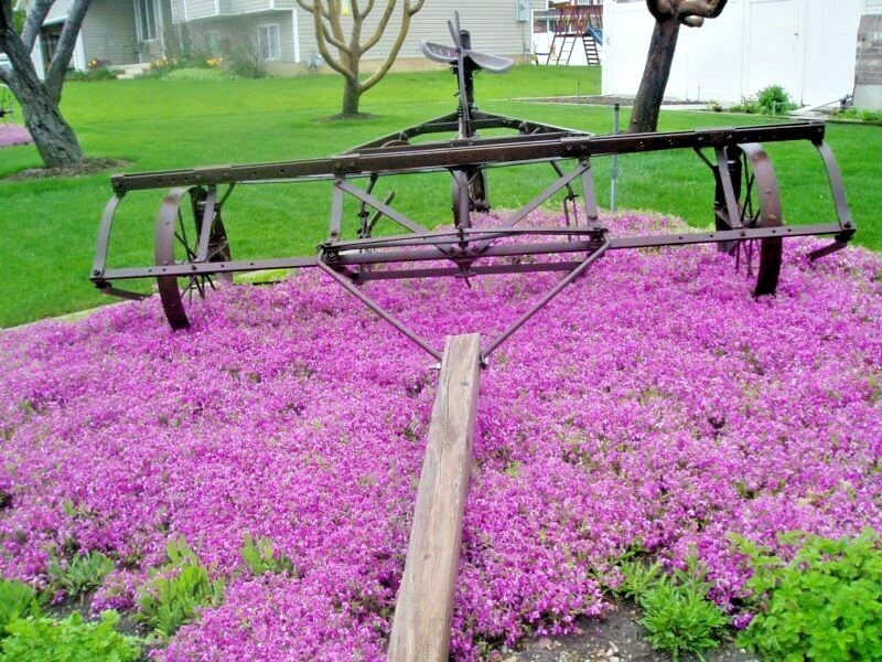 501+PURPLE ROCKCRESS Flower Seeds Drought Heat Cold Groundcover Container Easy gallery