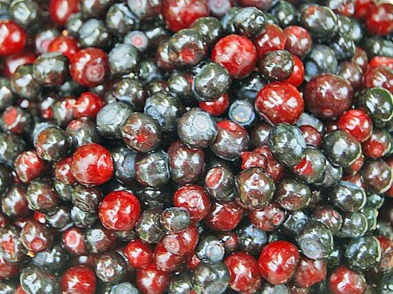 Vaccinium membranaceum | Thinleaf Huckleberry | 20 Seeds