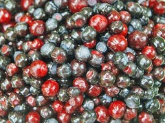 Vaccinium membranaceum | Thinleaf Huckleberry | 20 Seeds