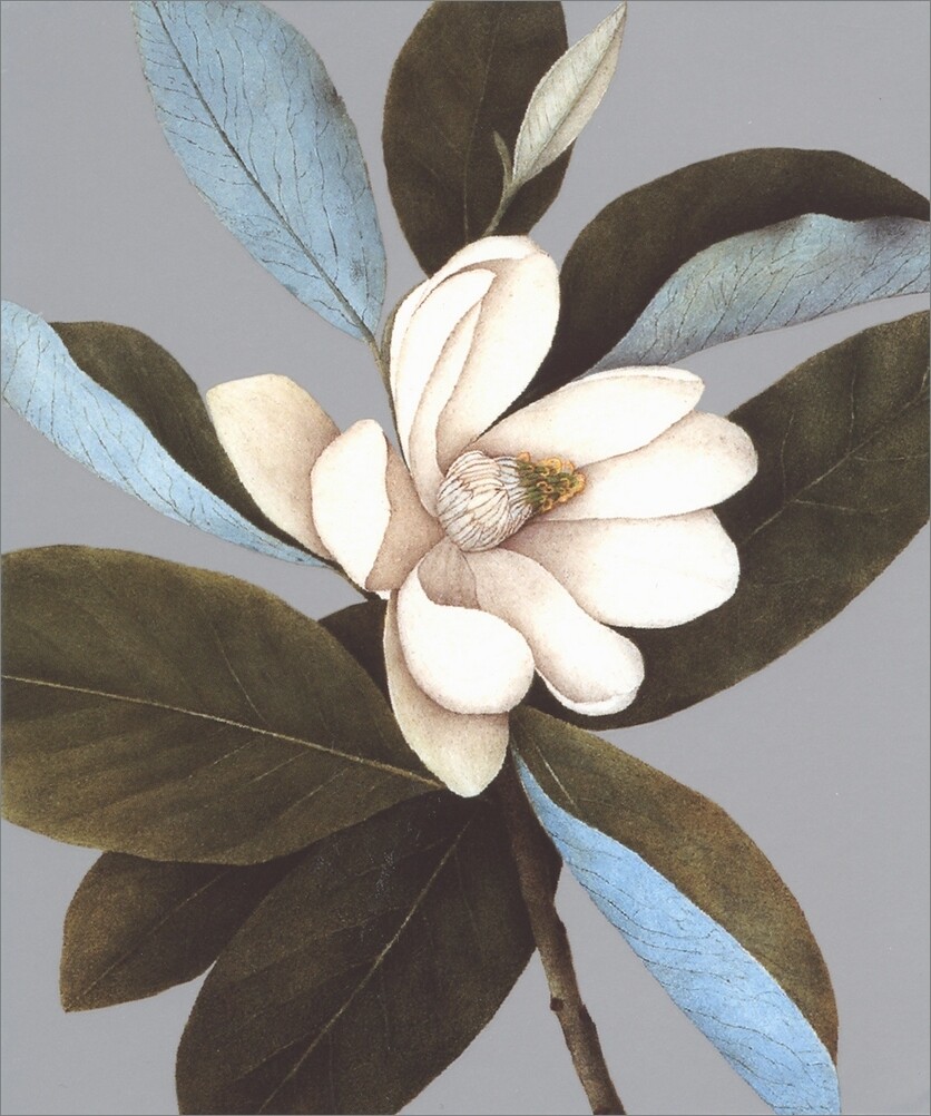 Notes & Queries White Blue and Brown Magnolia Blank Note Card gallery