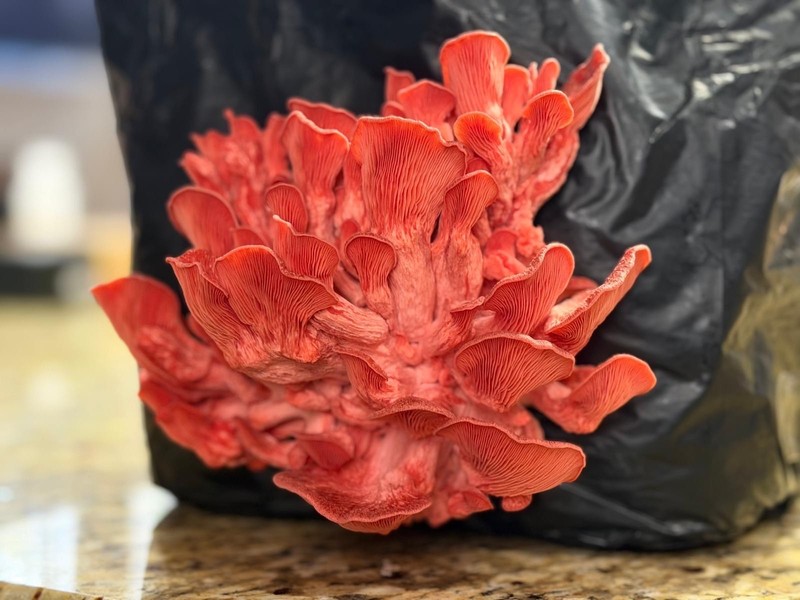 Premium Pink Oyster Mushroom Grain Spawn/Inoclum Bags- 3lbs gallery