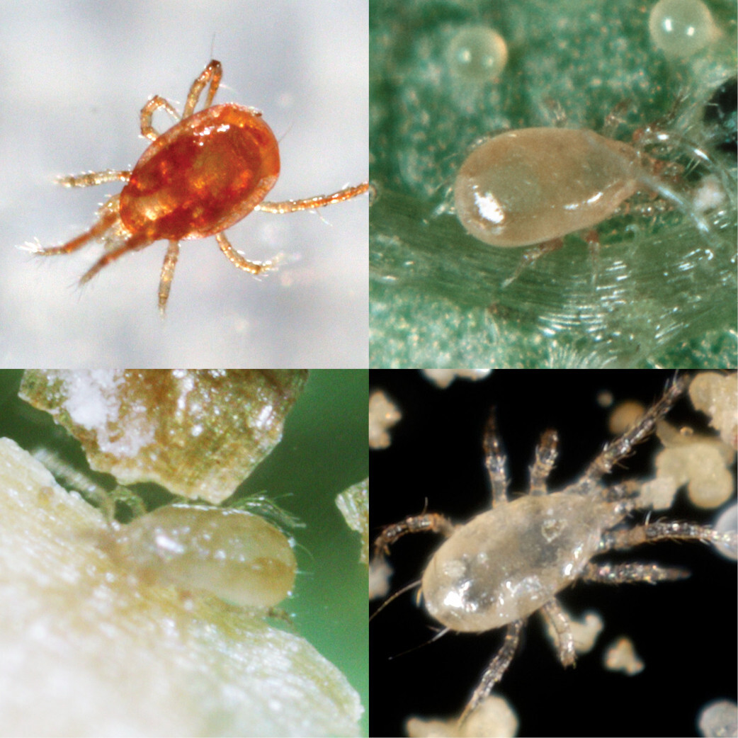 NaturesGoodGuys - Special Blend - Predatory Spider Mite Control - QTY2,000 gallery