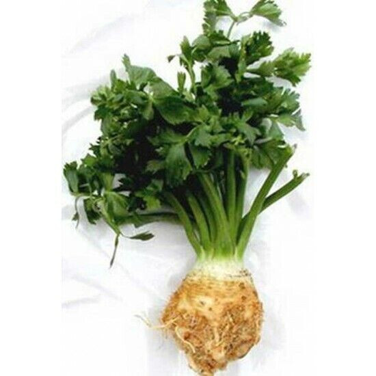 SCARBOROUGH SEEDS Celery Root (Celeriac) 500 Seeds Non GMO Garden Seeds gallery
