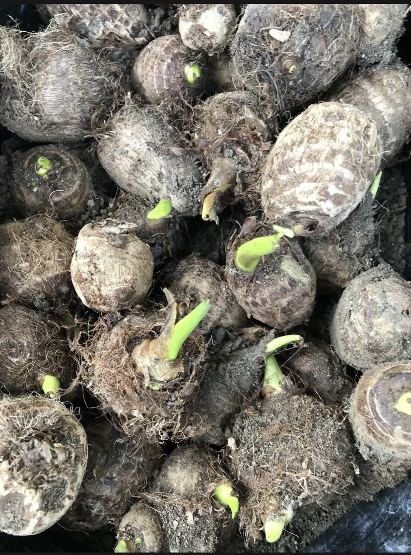 2 Sprouted Taro Root Bulbs Elephant Ear Live Plant Fresh Ready To Plant gallery
