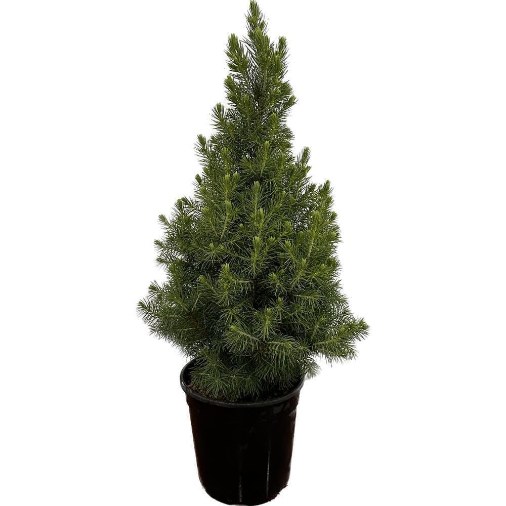 Dwarf Alberta Spruce Evergreen Tree 2.5 Qt Live Picea glauca Deer Resistant