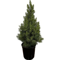 Dwarf Alberta Spruce Evergreen Tree 2.5 Qt Live Picea glauca Deer Resistant
