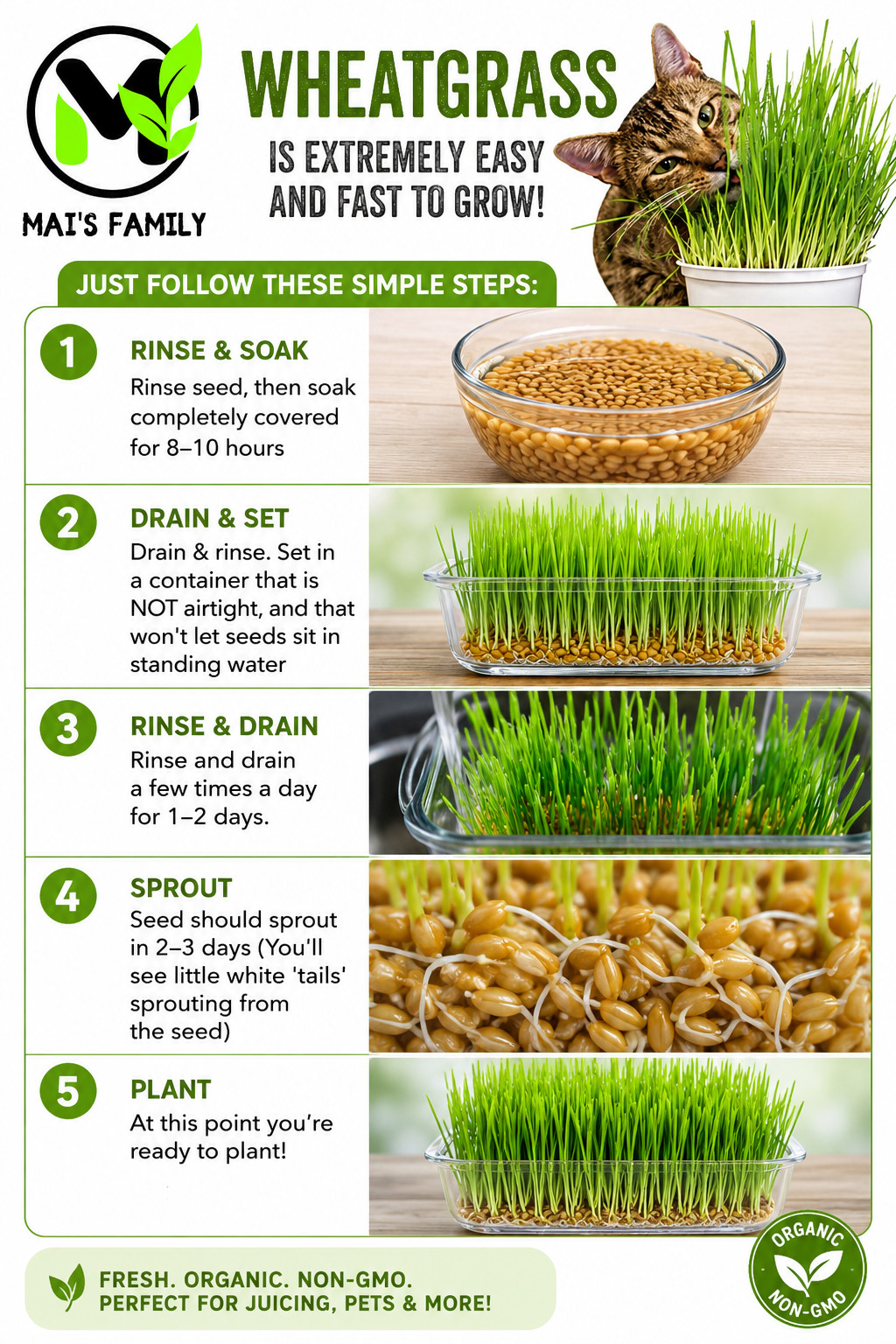 [ WHOLESALE ] Wheat Grass Seed- Guaranteed to Grow, Pets Friendly (USDA Organic) gallery
