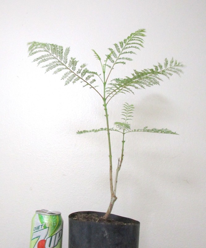 Jacaranda for unique flowering mame shohin bonsai tree #1 gallery