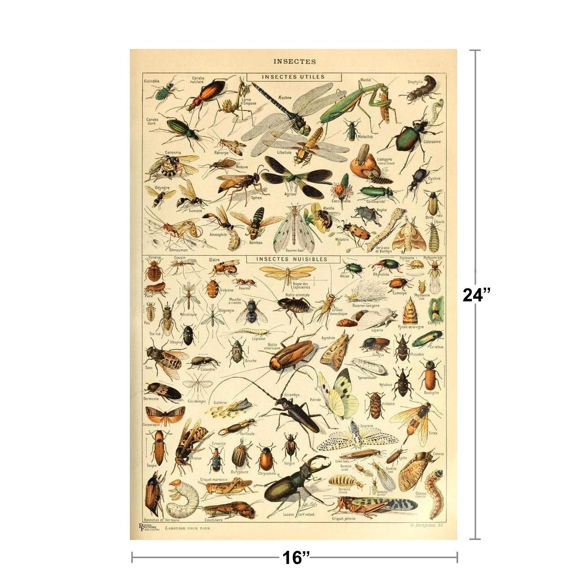 Insects Insectes Flying Bugs Bookplate Nature Art Print Poster 16x24 gallery