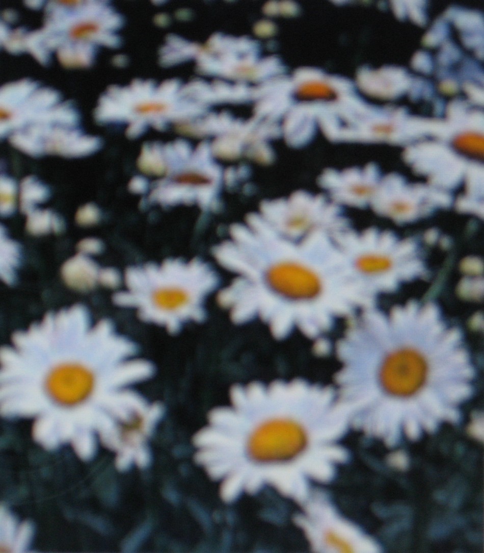 SHASTA DAISY * ALASKA * BELOVED FLOWER * ATTRACTS BUTTERFLIES * gallery
