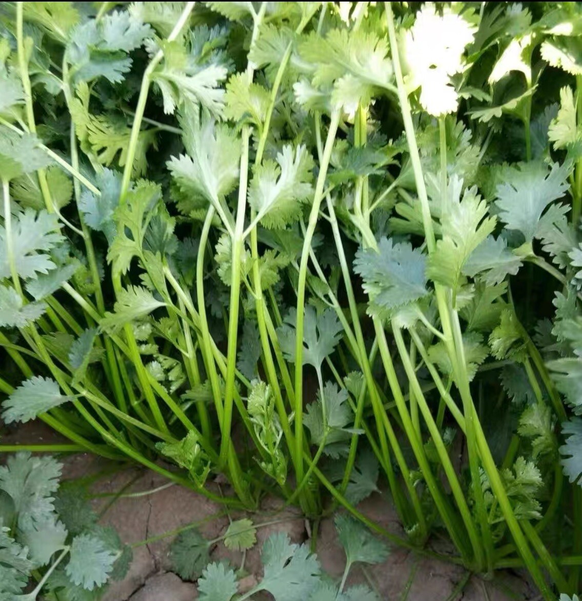 400+ Split Cilantro/Coriander Herb Garden seeds 400多粒香菜种子 2024年新种子 gallery