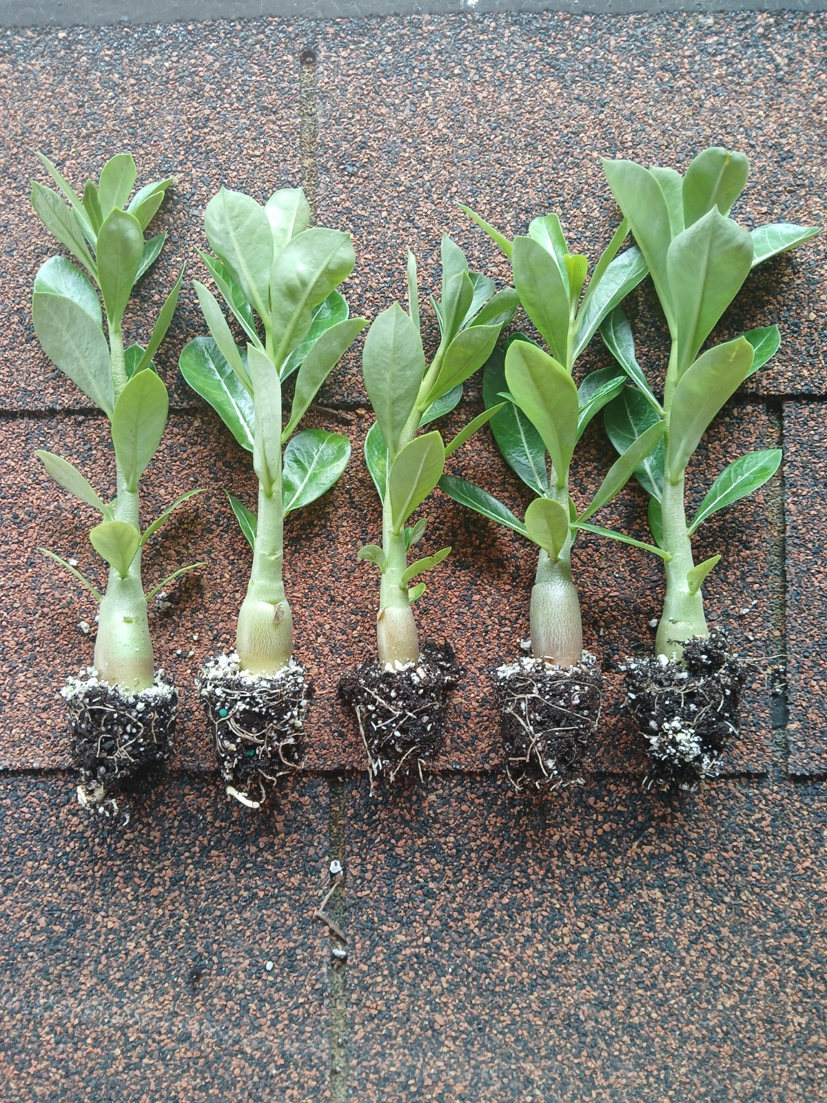 Desert Rose Live Plants, 4 Pack, Adenium Obesum, Mixed Color Blooms, Bulk Plants gallery