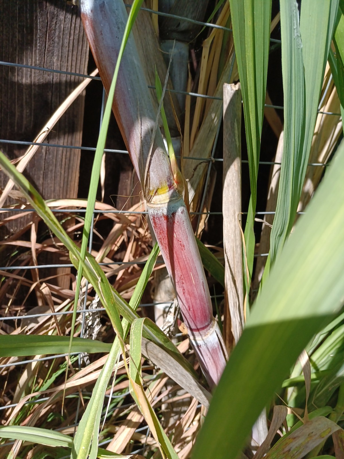 4 FRESH CUT PURPLE SUGARCANE California Grown NON GMO FREE SHIPPING gallery