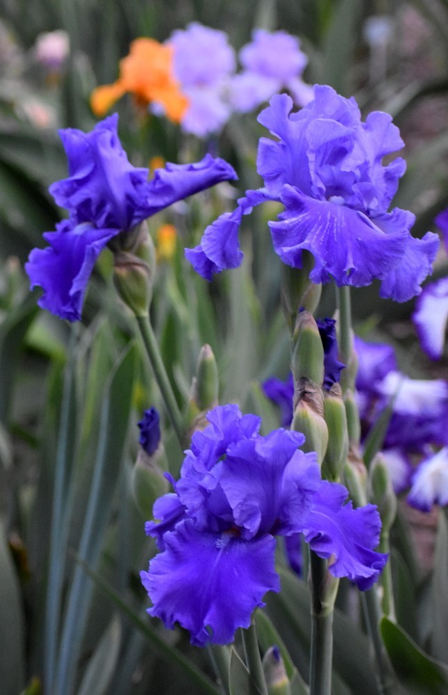 'Pledge Allegiance' TB Bearded Iris Rhizome PRE-SALE to Ship Aug/Sept gallery