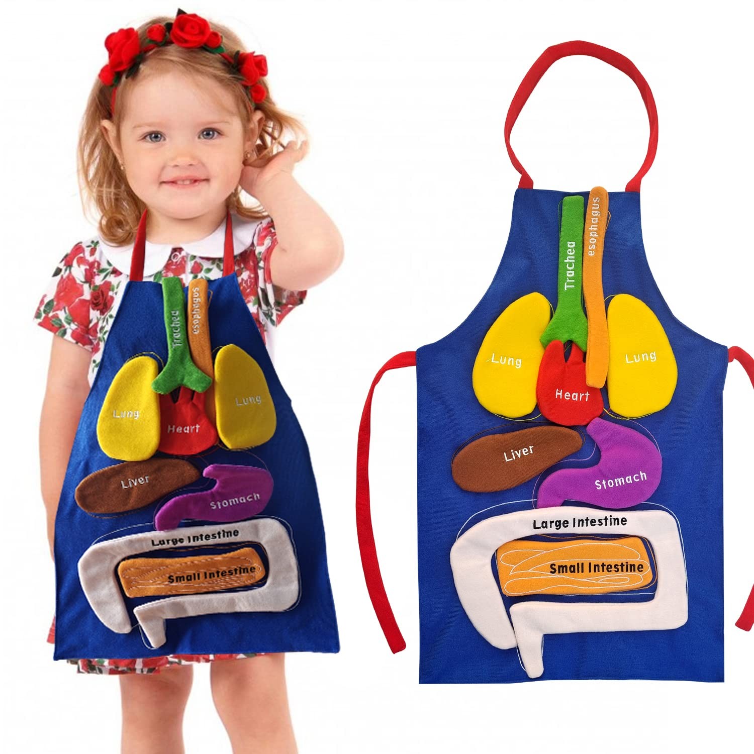 BOCZIF 3D Organ Apron, Human Body Organs Apron Awareness Educational Tool... gallery