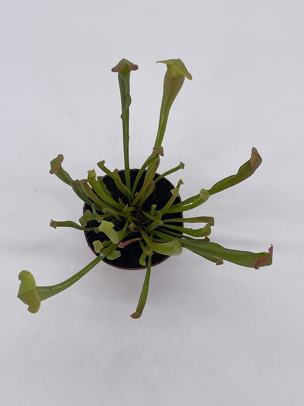 Sweet Pitcher Plant, Carnivorous Plant, Sarracenia rubra Walter pitcherplant gallery