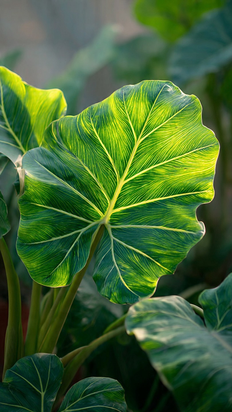 Elephant Ear (Colocasia) COCO 2 Bulbs Large gallery