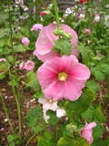 Alcea rosea Single Pink | 20_Seeds gallery