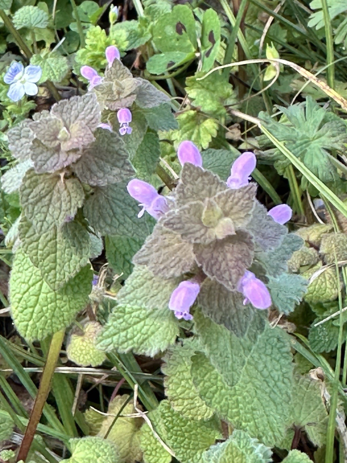 Red Purple Dead Nettle Herb Fresh Freeze Dried 2026 Wildcrafted No Pesticides US gallery