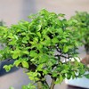 Live Chinese Elm Outdoor Bonsai Tree - 5 Years Old, 6"-8" Tall in Plastic Pot gallery