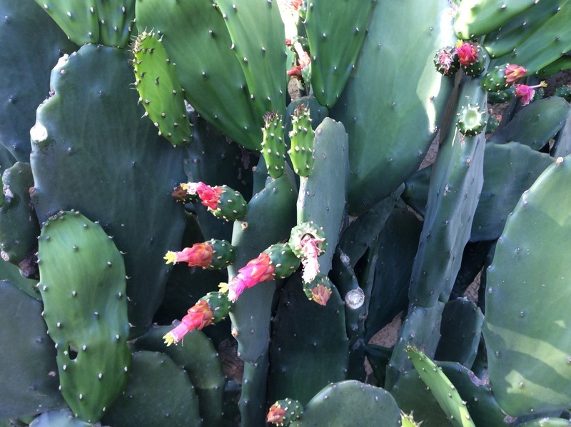 Spineless thornless edible Nopales Prickly pear cactus, lot of 3 pads, 5" long gallery