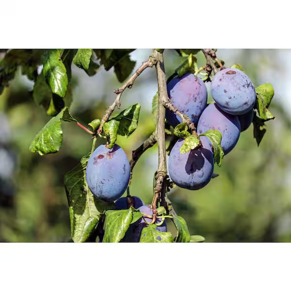 Dwarf Italian Plum Tree Bare Root gallery