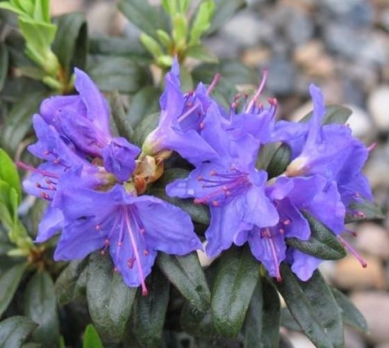 ( 1 ) - Blue Baron Rhododendron - Starter Plant ( L7 ) ( 1 live plant ) gallery