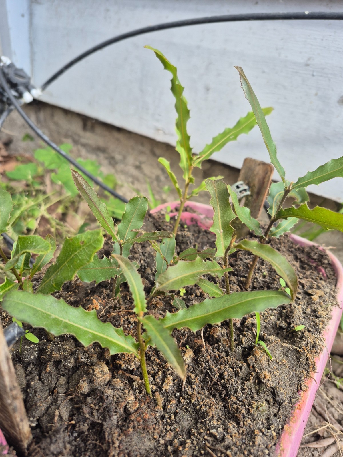 2 Macadamia Nut Tree Seedlings “Macadamia Integrifolia” gallery